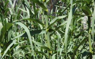The Agronomy and Economics of Arundo Donax: the Importance of Energy Crops – PART 1