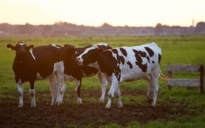 ARUNDO DONAX FOR ANIMALS – Forage Feedstock of the future