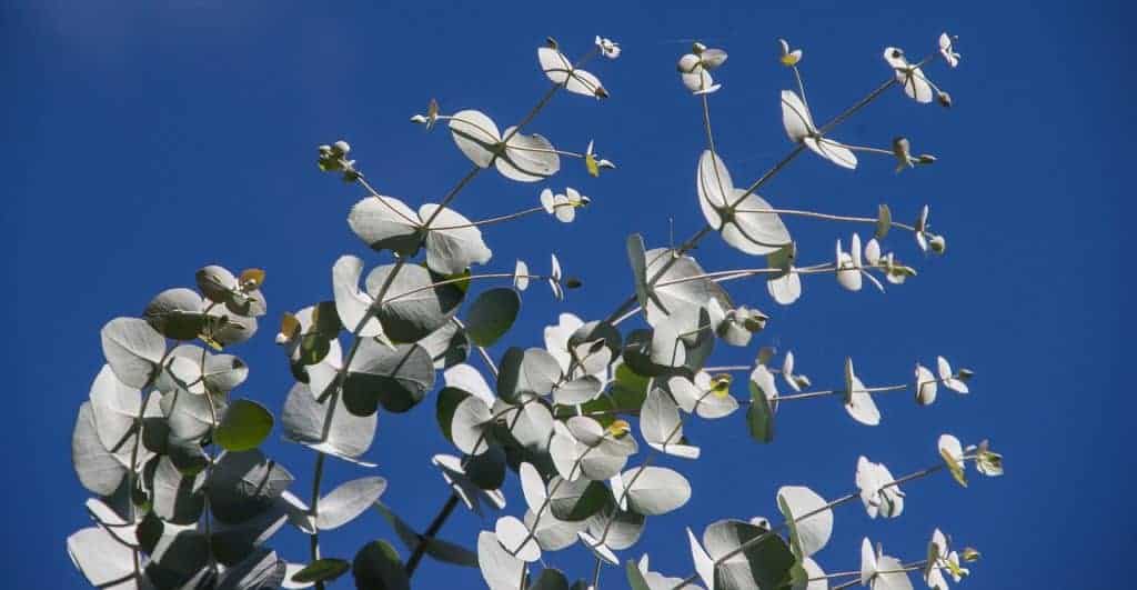 eucalyptus-vs-arundo-paper-production